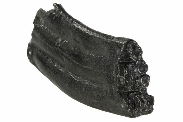 Pleistocene Aged Fossil Horse Tooth - Florida #87284